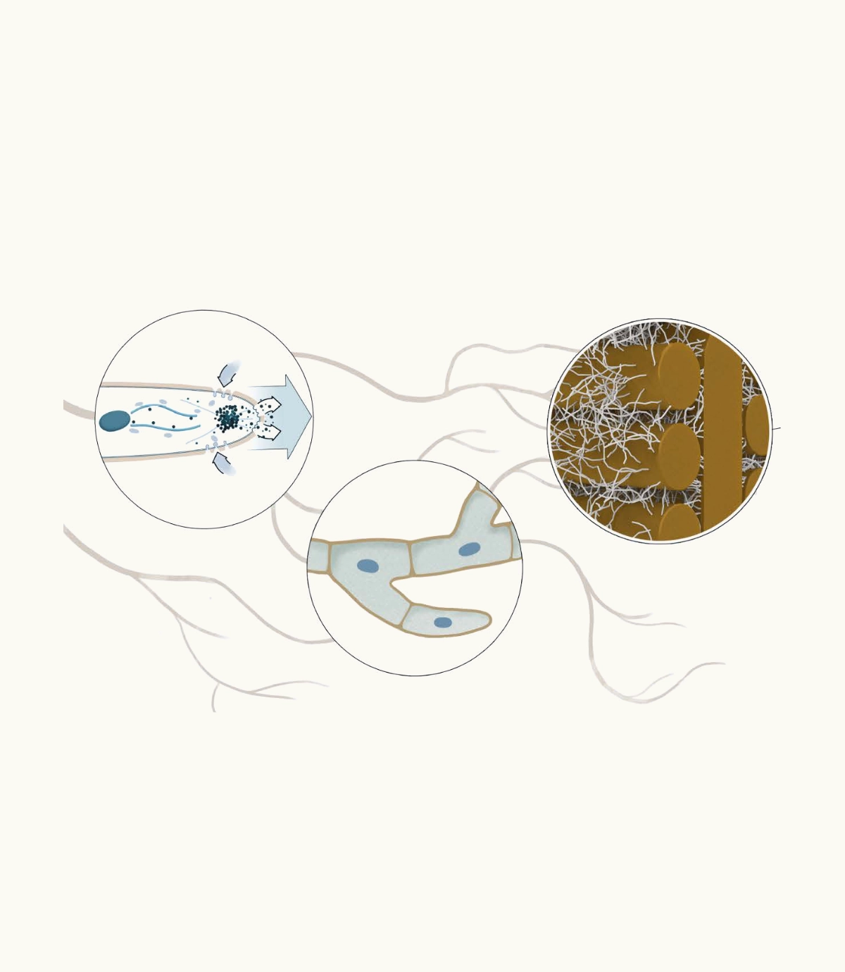 Fungi Hyphen